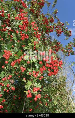 Common Hawthorn - Crataegus monogyna Stock Photo