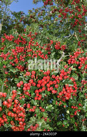 Common Hawthorn - Crataegus monogyna Stock Photo