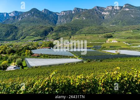Apple growing area and wine growing, in the Adige Valley, South Tyrol, large areas under cultivation, in South Tyrol over 18,400 hectares, cultivated Stock Photo