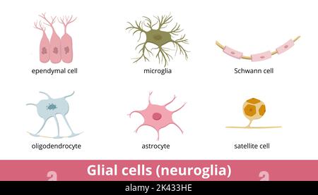 Glial cell (neuroglia). Six types of gliocytes in the central and the peripheral nervous system: oligodendrocyte, astrocyte, ependymal cell, microglia Stock Vector