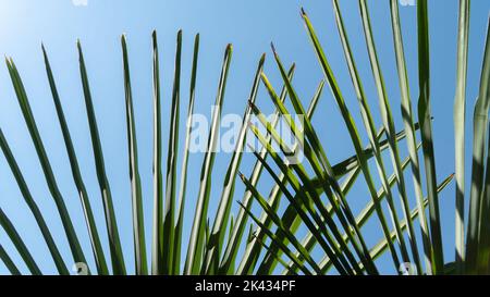 Palm leaves in the form of a fan on the background of the sky, texture Stock Photo
