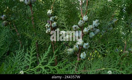 Leaves and fruits of coniferous thuja from the cypress family Stock Photo