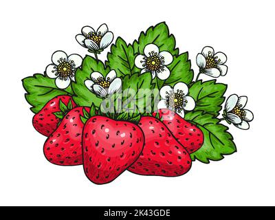 Sweet strawberry hand drawn color sketch. Forest wild red berries. Cartoon healthy fresh farm organic berry. Blooming bush with strawberries flowers and green leaves for poster print, coloring book Stock Vector