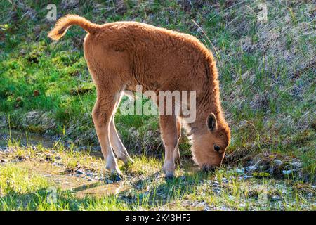 Baby calf Wood Bison; Alaska Highway; British Columbia; Canada Stock Photo