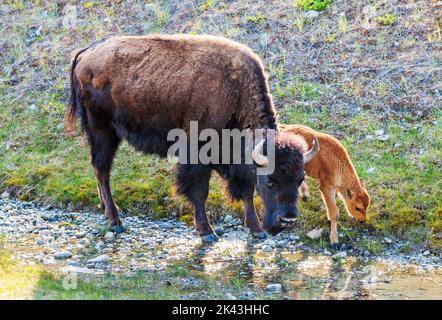 Female cow Wood Bison with young calf; Alaska Highway; British Columbia; Canada Stock Photo