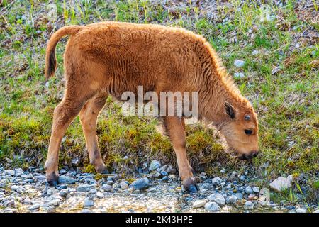 Baby calf Wood Bison; Alaska Highway; British Columbia; Canada Stock Photo