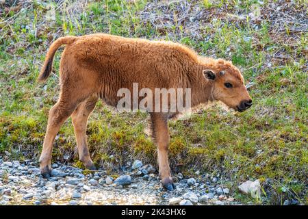 Baby calf Wood Bison; Alaska Highway; British Columbia; Canada Stock Photo