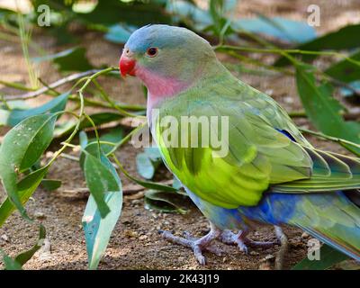 Wonderful radiant male Princess Parrot with brilliant vibrant plumage. Stock Photo