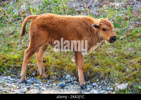 Baby calf Wood Bison; Alaska Highway; British Columbia; Canada Stock Photo