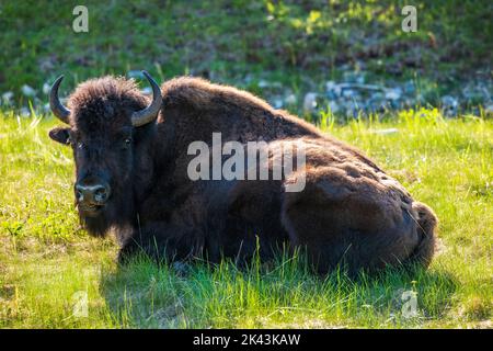 Wood Bison bull; Alaska Highway; British Columbia; Canada Stock Photo