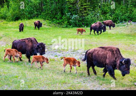 Female cow Wood Bison with young calf; Alaska Highway; British Columbia; Canada Stock Photo