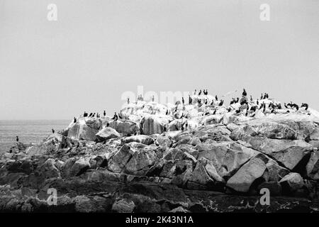 A rock island covered in Cormorants and Seagulls next to Nubble Lighthouse - Cape Neddick, Maine. The image was captured in analog black and white fil Stock Photo