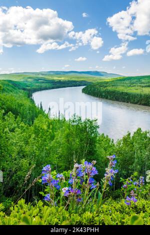 Wildflowers; Liard River near Fireside; Alaska Highway; British Columbia; Canada Stock Photo