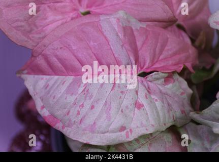 Beautiful variegated pink and white leaf of Syngonium Milk Confetti, a rare and popular tropical plant Stock Photo