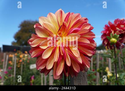 Close up of a beautiful red and yellow 'Gitts Crazy' Stellar Dahlia Stock Photo