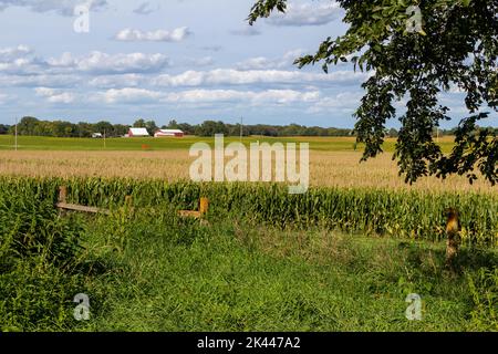 Landscape view of an agricultural crop field of corn on a sunny summer day, with a rustic wooden fence in the foreground Stock Photo