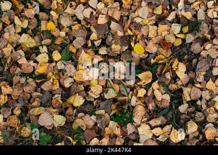 Seasonal photo, autumn, fallen birch leaves on the grass. Flatlay. Stock Photo