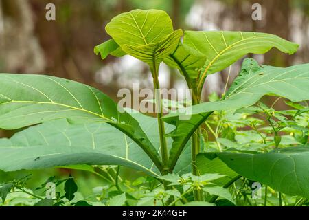 Green teak tree shoots, the young part is slightly brownish, the green grass background is blurry Stock Photo
