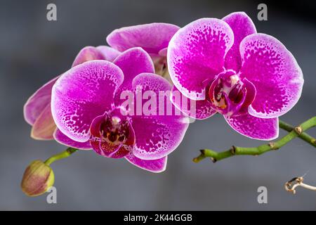 Closed up of Moth Orchid or moon orchids that are blooming in a combination of purple; pink and white; background atmosphere in an indoor garden full Stock Photo