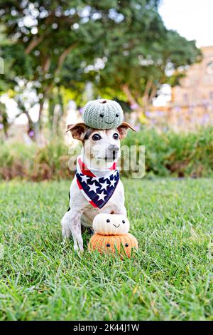 Cute jack russell dog sits on grass with handmade decorative pumpkins. Autumn, fall decor. Thanksgiving Stock Photo