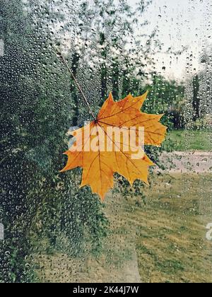 Fallen yellow maple leaves stuck on a wet window with raindrops. Autumn melancholy mood. Stock Photo