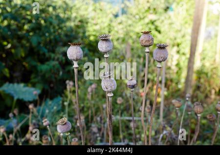 Poppy seed heads in summer with a shallow depth of field. Dry poppy capsules at nature, closeup Stock Photo