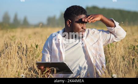 African American agronomist explores ripe wheat plantation at sunset light. Stock Photo