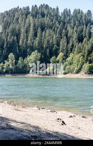 Vertical shot of a lake shore near a forest Stock Photo - Alamy