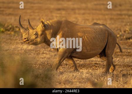 Black rhino crosses savannah in golden light Stock Photo