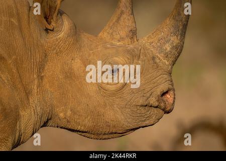 Close-up of black rhino in golden light Stock Photo