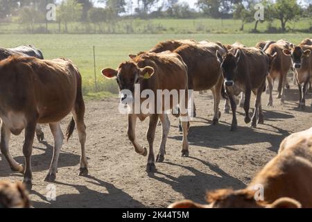 A herd of dairy cows walking to the parlor to be milked Stock Photo