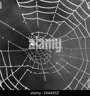 Dew drops collected on a spiders web sparkling in the early morning light Stock Photo