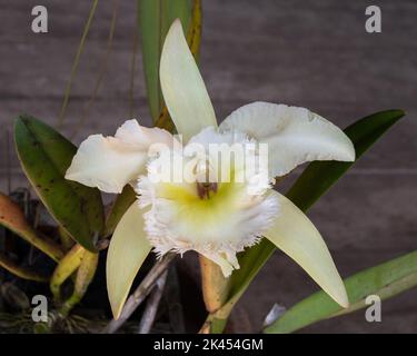 Closeup view of beautiful delicate ivory white and yellow cattleya hybrid orchid flower isolated on natural wooden background Stock Photo