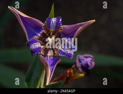 Closeup view of beautiful isolated purple blue walking iris neomarica caerulea flower opening in bright sunlight on dark natural background Stock Photo