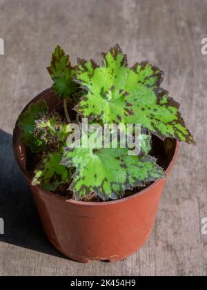 Closeup view of small rhizomatous begonia rex 'jive' hybrid with bright chartreuse green and chocolate brown leaves isolated on wooden background Stock Photo