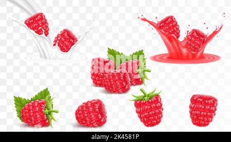 Collection of ripe raspberries isolated on transparent background. Raspberry in a splash of juice with drops, raspberries in a splash of milk or yogur Stock Vector