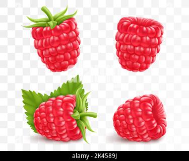 Collection of ripe raspberries isolated on transparent background. Natural summer fruit, realistic 3d vector illustration. Ingredient for juices, jams Stock Vector