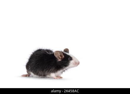 Adorable black with white mouse, standing side ways. Looking to the side away from camera. Isolated on a white background. Stock Photo