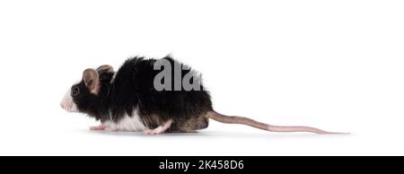 Adorable black with white mouse, standing side ways. Looking straight ahead away from camera. Isolated on a white background. Stock Photo