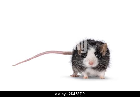 Adorable black with white mouse, standing side ways. Looking straight towards camera. Isolated on a white background. Stock Photo