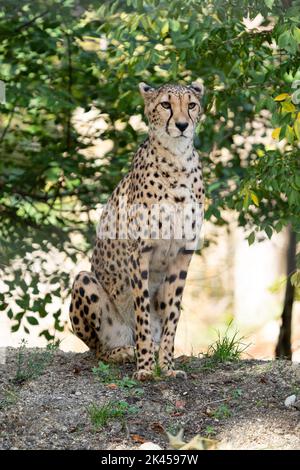 Cheetah at the Zoo in Vienna, Austria Stock Photo