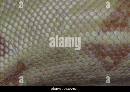 A closeup shot of a yellow snake skin Stock Photo