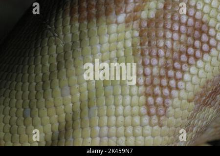 A closeup shot of a yellow snake skin Stock Photo