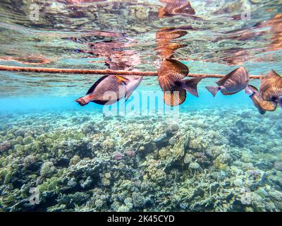 Colorful tropical fish Sohal Surgeon fish (Acanthurus Sohal) tang underwater at the coral reef. Underwater life of reef with corals and tropical fish. Stock Photo