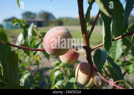 Juicy and ripe peaches growing on the tree Stock Photo