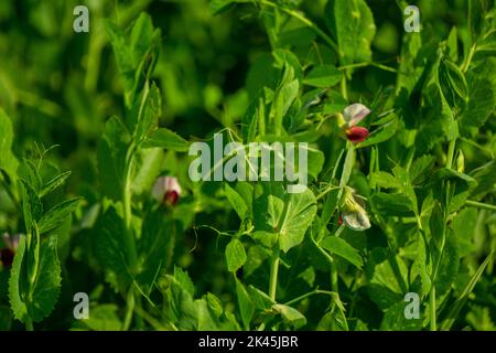 Beautiful close-up of green fresh peas and pea pods. Healthy food. Selective focus on fresh bright green pea pods on pea plants in a garden. Growing p Stock Photo