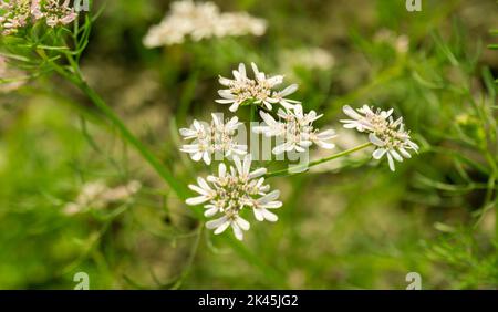 Black cumin field. White black cumin flowers in green field. Also known as black caraway, black cumin, nigella, black jeera and kalonji. Stock Photo