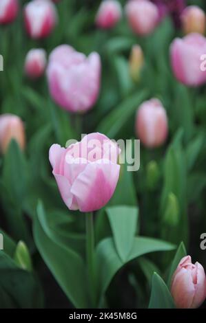 Light pink Triumph tulips (Tulipa) Signum bloom in a garden in March Stock Photo