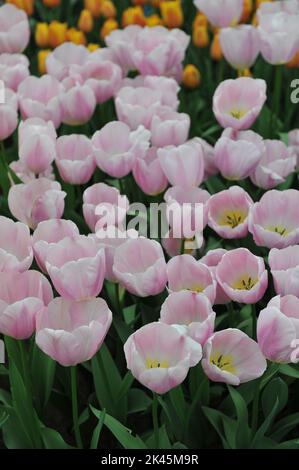 Light pink Triumph tulips (Tulipa) Signum bloom in a garden in April Stock Photo