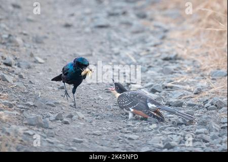A Burchells starling, Lamprotornis australis, feeds a Great spotted cuckoo chick, Clamator glandarius , an insect Stock Photo